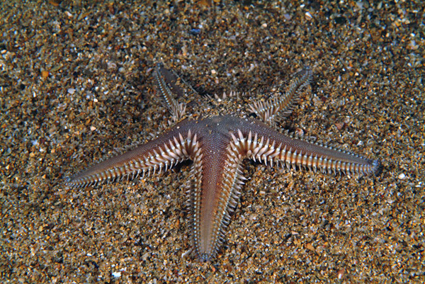 Astropecten platyacanthus e Astropecten spinulosus
